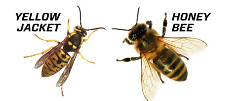 Yellowjackets: Treating Stings, Getting Rid of Nests | Almanac.com