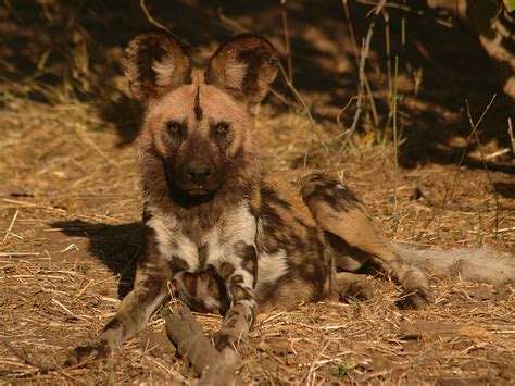 Unusual approach may offer hope for endangered African wild dog