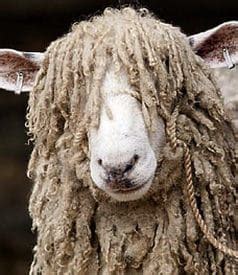 Cotswold Sheep Breed Information, History & Facts - RaisingSheep.net