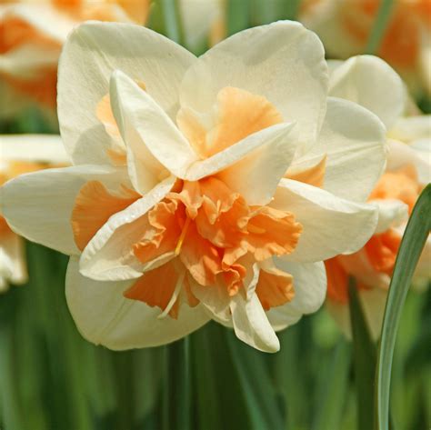 Lovely Double White Narcissus Bulbs for Sale Online | Replete – Easy To ...