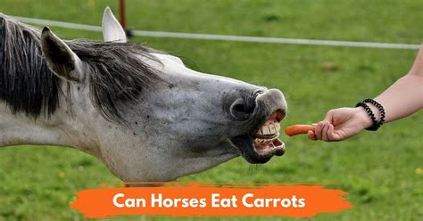 Can Horses Eat Carrots? - National Equine