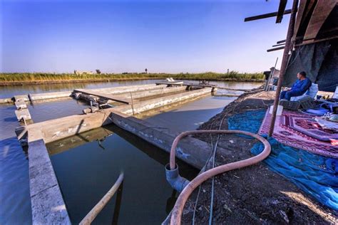 8 Reasons Why You Should Invest In Aquaculture | Benefits Of Investing