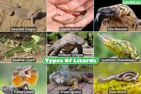 Types Of Lizards List: Pictures & Facts On Amazing Lizard Species