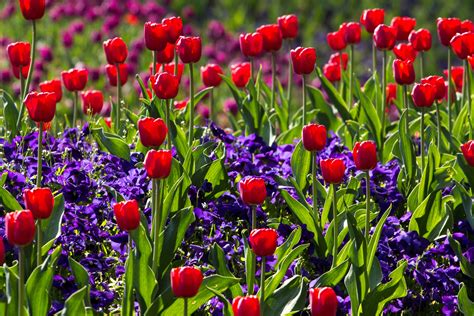 Free Images : light, field, meadow, flower, tulip, spring, red, macro ...