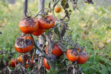 Identifying, preventing & treating tomato blight - Plantura