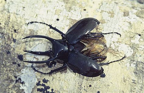 Chalcosoma (Chalcosoma) - Picture Insect