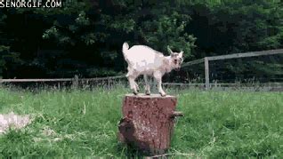 Goats Jumping GIF - Find & Share on GIPHY