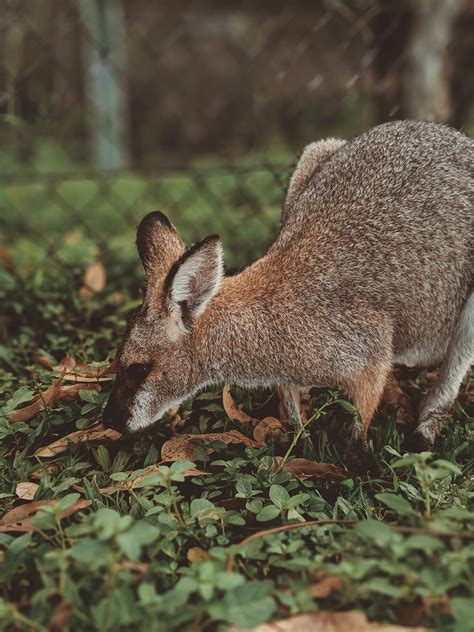 Selective Focus Photo of Kangaroo Eating Grass · Free Stock Photo