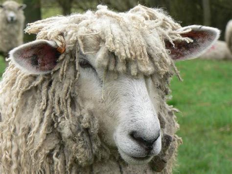 Cotswold Sheep Society urges use of logo to safeguard breed | News ...