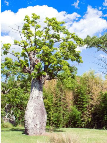 Pond Apple Tree (annona glabra) – Urban Tropicals