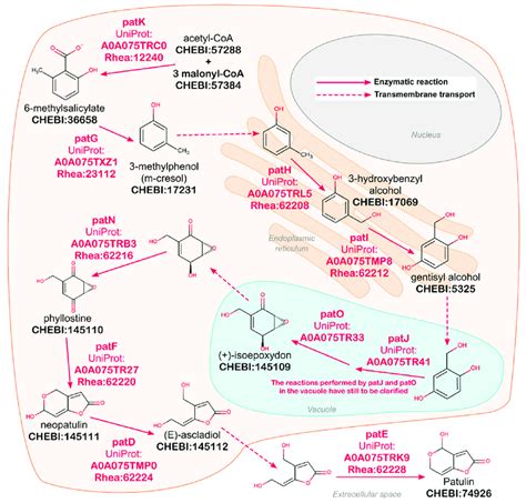 Curation of the patulin biosynthetic pathway in Penicillium expansum ...