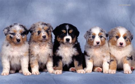 Cute Puppy Dogs: Cute Australian shepherd puppies