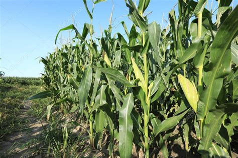 Green Maize Crop Growing Farm — Stock Photo © lzf #173394818