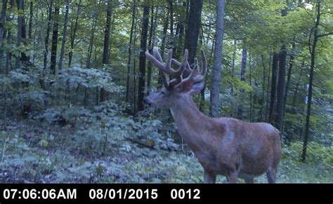 Trail Camera Photos: Big Bucks in Daylight! - Big Deer