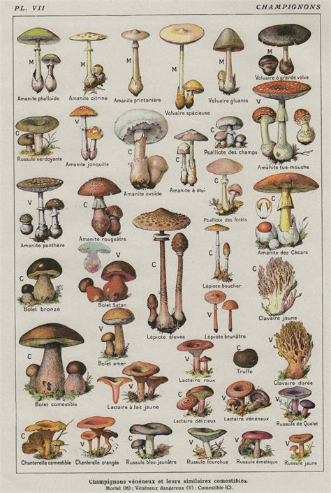 Champignons Mushrooms Chart 18"x28" (45cm/70cm) Poster