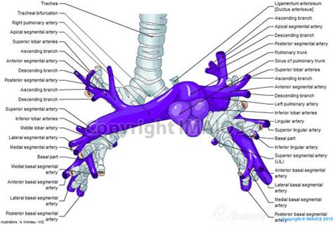 Thorax:Arterial structure:Pulmonary arteries | RANZCRPart1 Wiki | Fandom