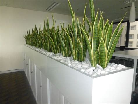 32 Office Plants You’ll Want To Adopt | Room with plants, Office plants ...