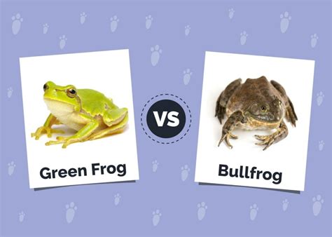 Green Frog vs Bullfrog: What’s the Difference? (With Pictures) | Hepper