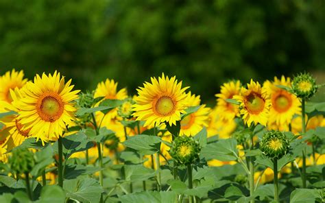 Sunflower seeds - Let the Sun Shine In - Healthyliving from Nature ...