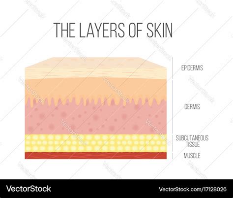 Skin layers healthy normal human skin Royalty Free Vector