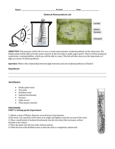 Lab: Photosynthesis with Elodea