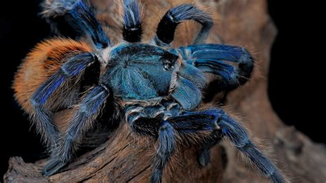 Science Still Can't Explain Why These Tarantulas Are Blue