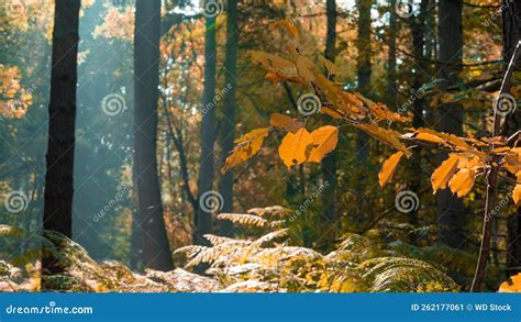 Sun rays in the forest stock image. Image of golden - 262177061