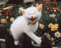 Happy Cat You're Here Excited Jump GIF | GIFDB.com