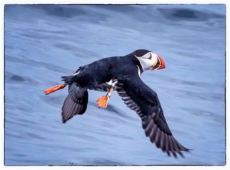 Puffin in Flight | Newfoundland | 鳥