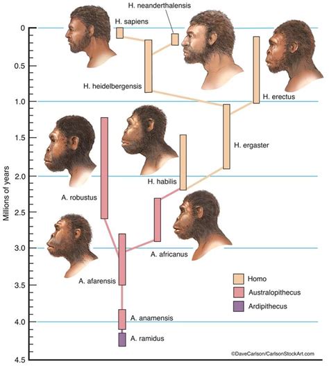 Hominids - The Human Family Tree | Animales prehistóricos, Evolución ...