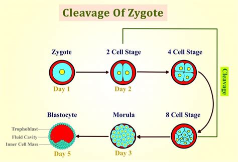 What Is A Zygote? How Is It Different From An Embryo? » ScienceABC