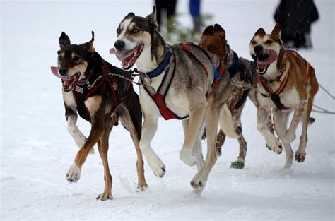 What Is The Longest Dog Sled Race