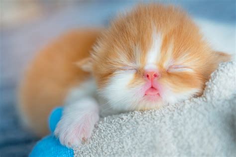 50 of the Cutest Photos of Kittens Sleeping | Reader's Digest