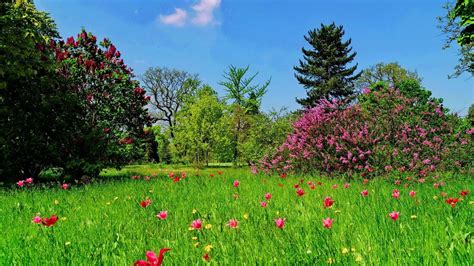 Grass and Flowers Wallpapers - Top Free Grass and Flowers Backgrounds ...