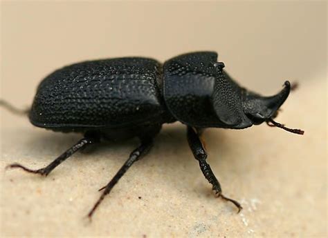 black horned beetle - Sinodendron rugosum - BugGuide.Net | Beetle, Black