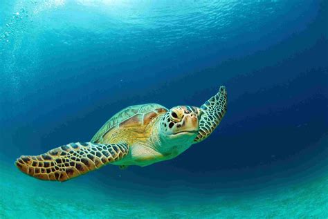 How Many Species Of Sea Turtles Are There | Examples and Forms