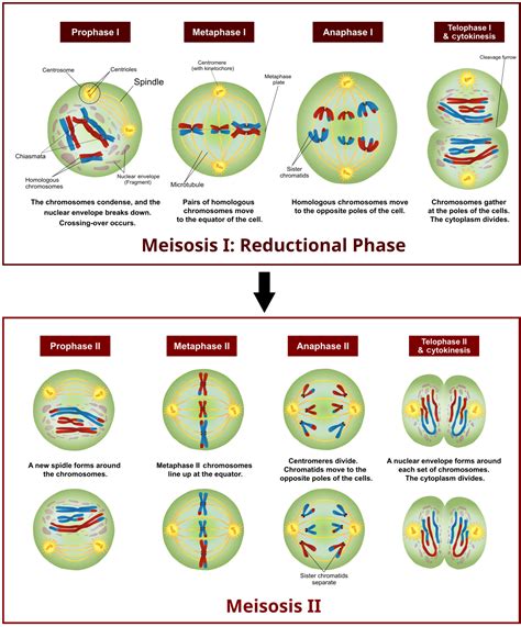 Image Result For Meiosis Stages Worksheet Meiosis Meiosis Activity ...