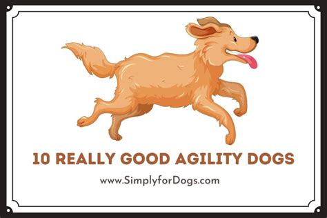 10 Really Good Agility Dogs - (You Must Love Them) Simply For Dogs