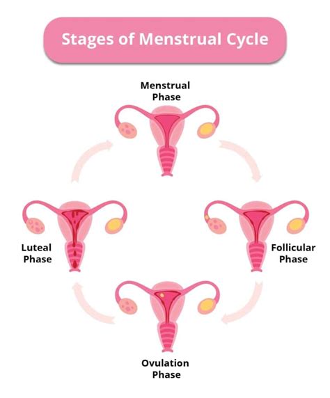 What are the Stages of the Menstrual Cycle? | Birla Fertility & IVF