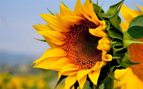 Sunflower Wallpapers Images Photos Pictures Backgrounds