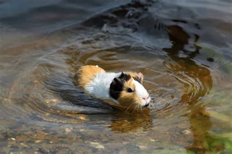 Corgi Swimming Swim Little Corgi! - Anjing Retriever