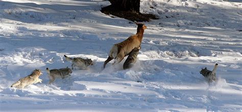 Strength in numbers? For wolves, maybe not