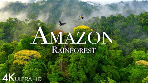 Amazon 4k - The World’s Largest Tropical Rainforest Part 2 | Jungle ...