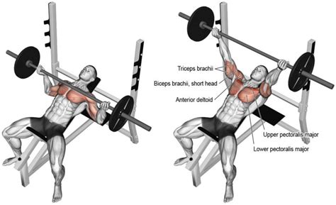 What Everyone Ought To Know About The Reverse Grip Bench Press - Fitprince