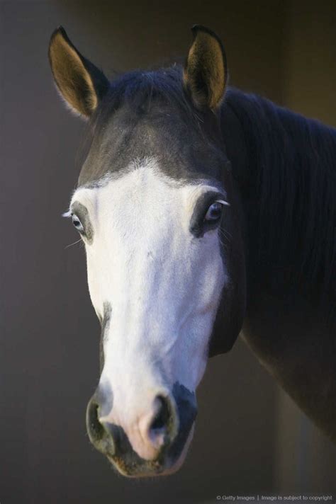 Quarter Horse | Horses, Pretty horses, Quarter horse