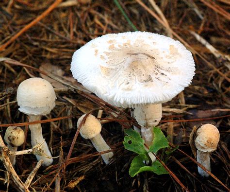 Are Backyard Mushrooms Poisonous - Be Cautious When Picking Mushrooms ...