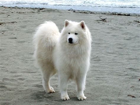 Samoyed - What Should You Know About This Dog Breed | Doggy Bakery