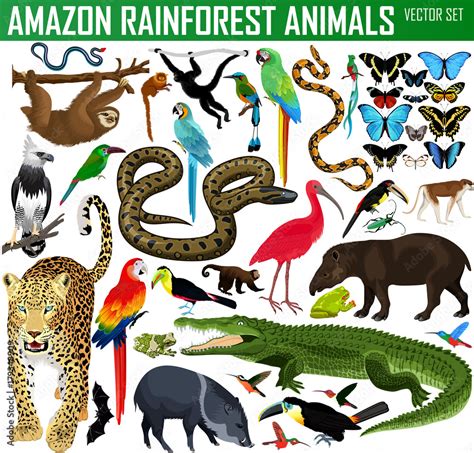 big set of vector amazon rainforest jungle animals Stock Vector | Adobe ...