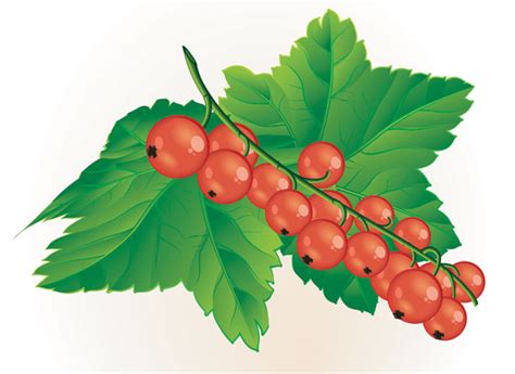 The berries clipart - Clipground