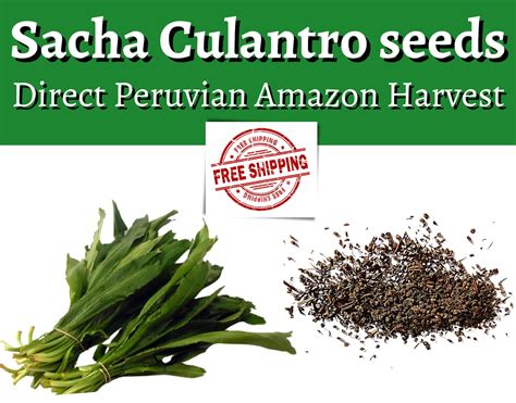 100 Sacha Culantro Seeds Pure Peruvian Amazon Strain Harvest - Etsy